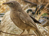 طائر ثرثارة العربية في بيئته الطبيعية