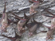 بعض الخفافيش داخل كف في وادي الوريعه